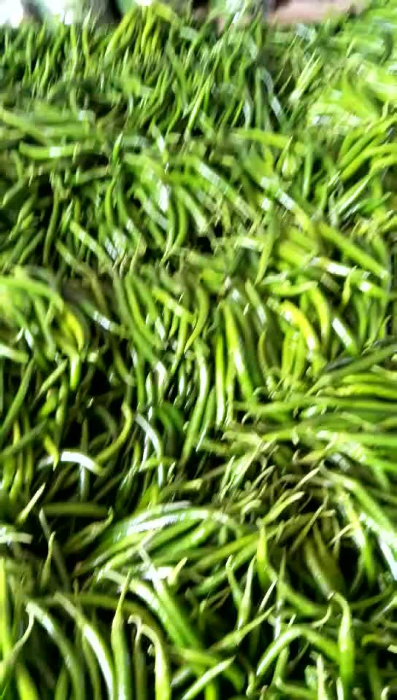 精品硬粉