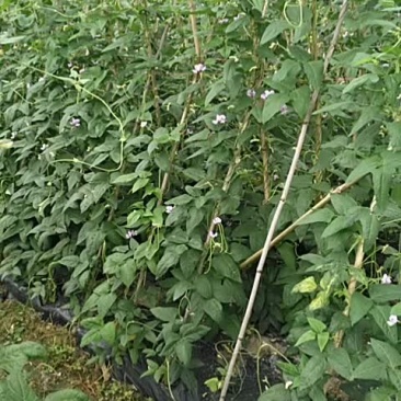 豇豆大量出1.3元一斤