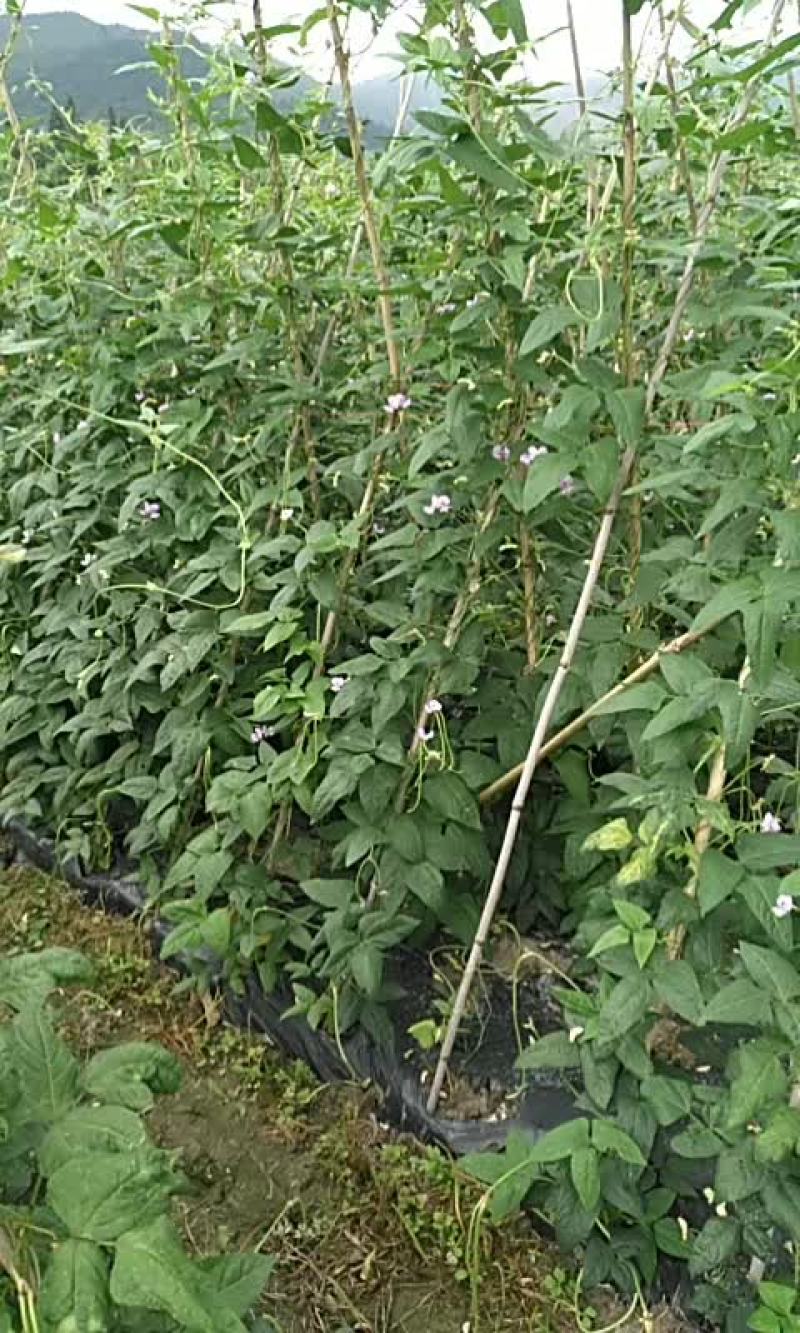 豇豆大量出1.3元一斤