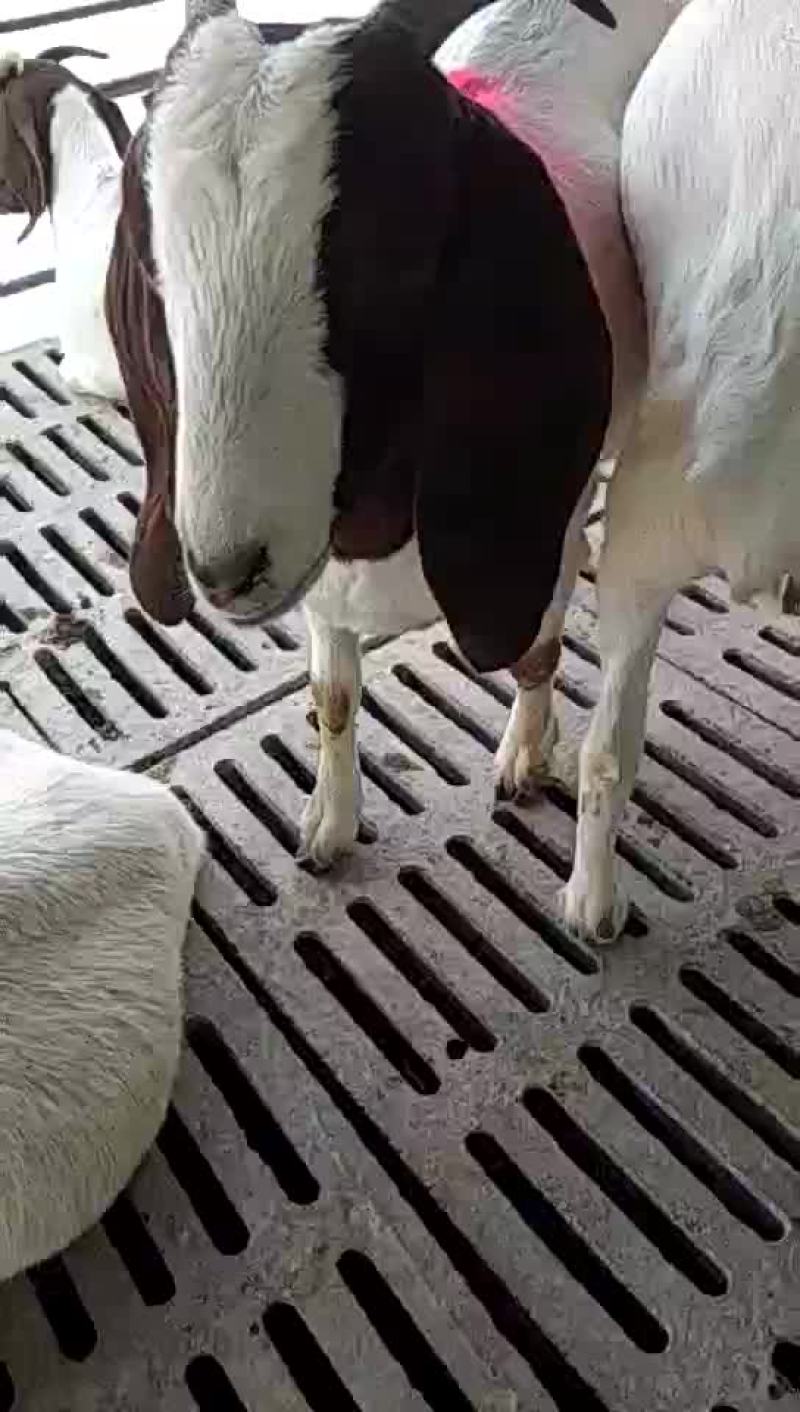 纯种波尔山羊受孕母羊多少钱