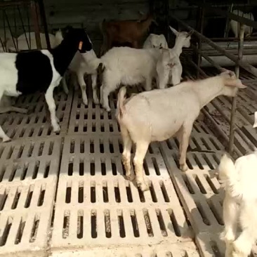 白山羊波尔山羊改良羊苗适合育肥