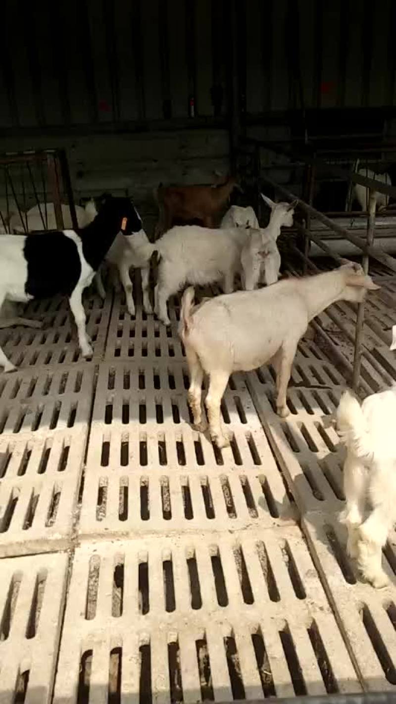 白山羊波尔山羊改良羊苗适合育肥