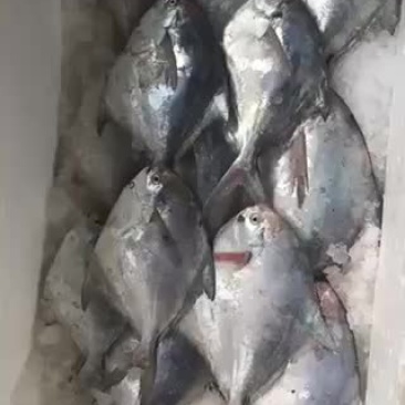 江苏连云港批发鲳鱼银鲳鱼批发供应