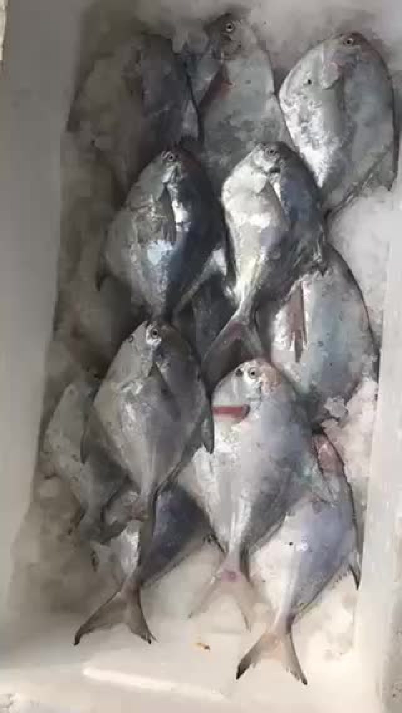 江苏连云港批发鲳鱼银鲳鱼批发供应
