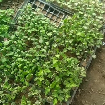 独头菊苗