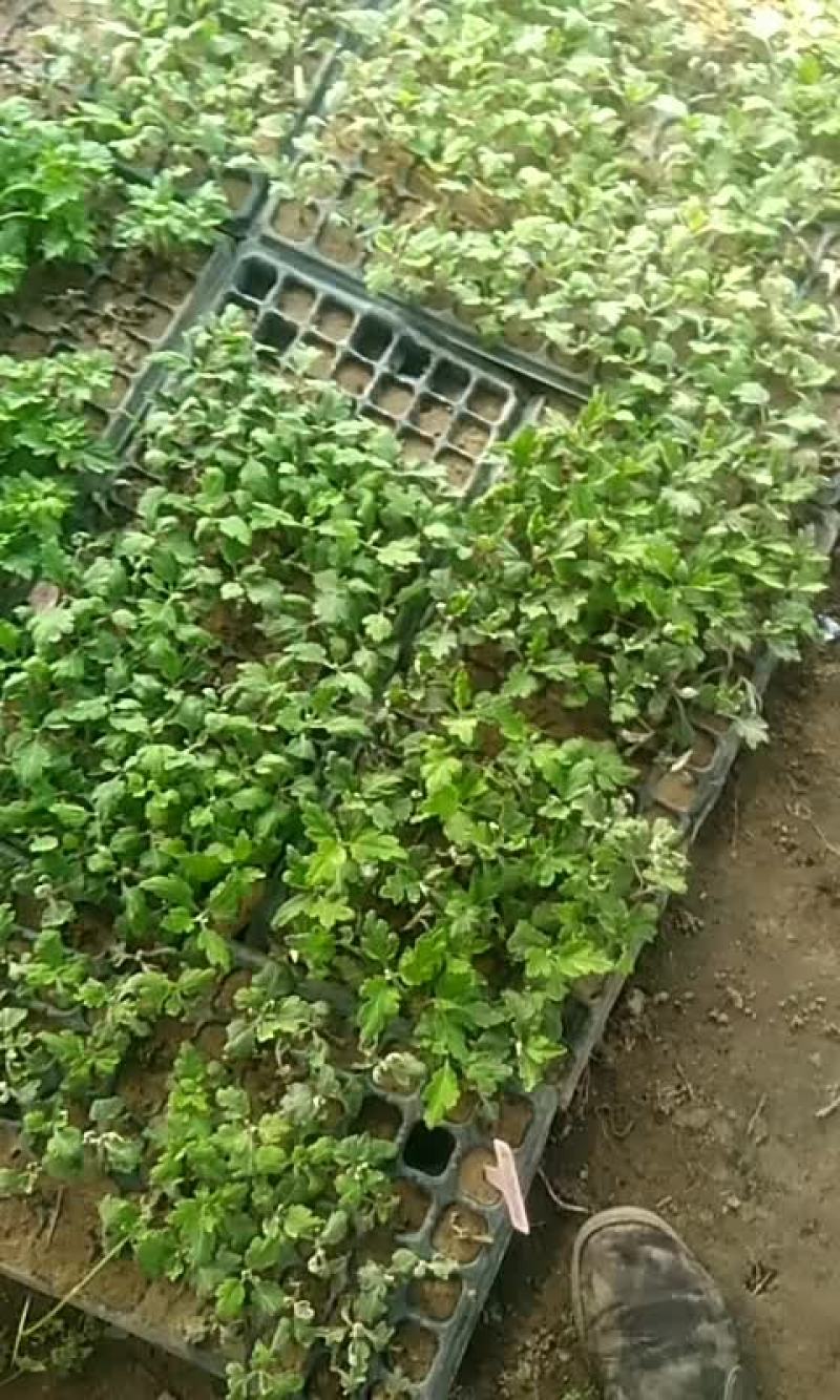 独头菊苗