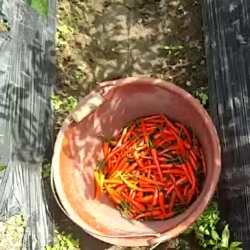 指天辣椒便宜出售给价就摘