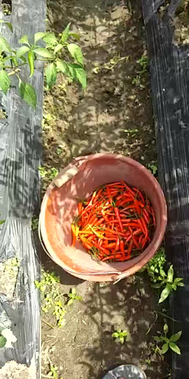 指天辣椒便宜出售给价就摘