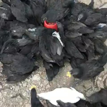 五黑鸡蛋绿壳