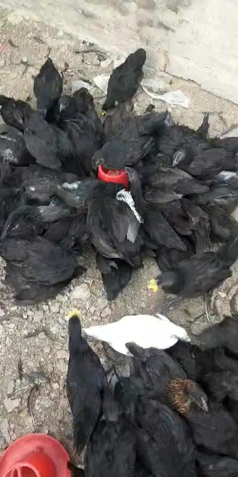 五黑鸡蛋绿壳