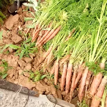 红萝卜
