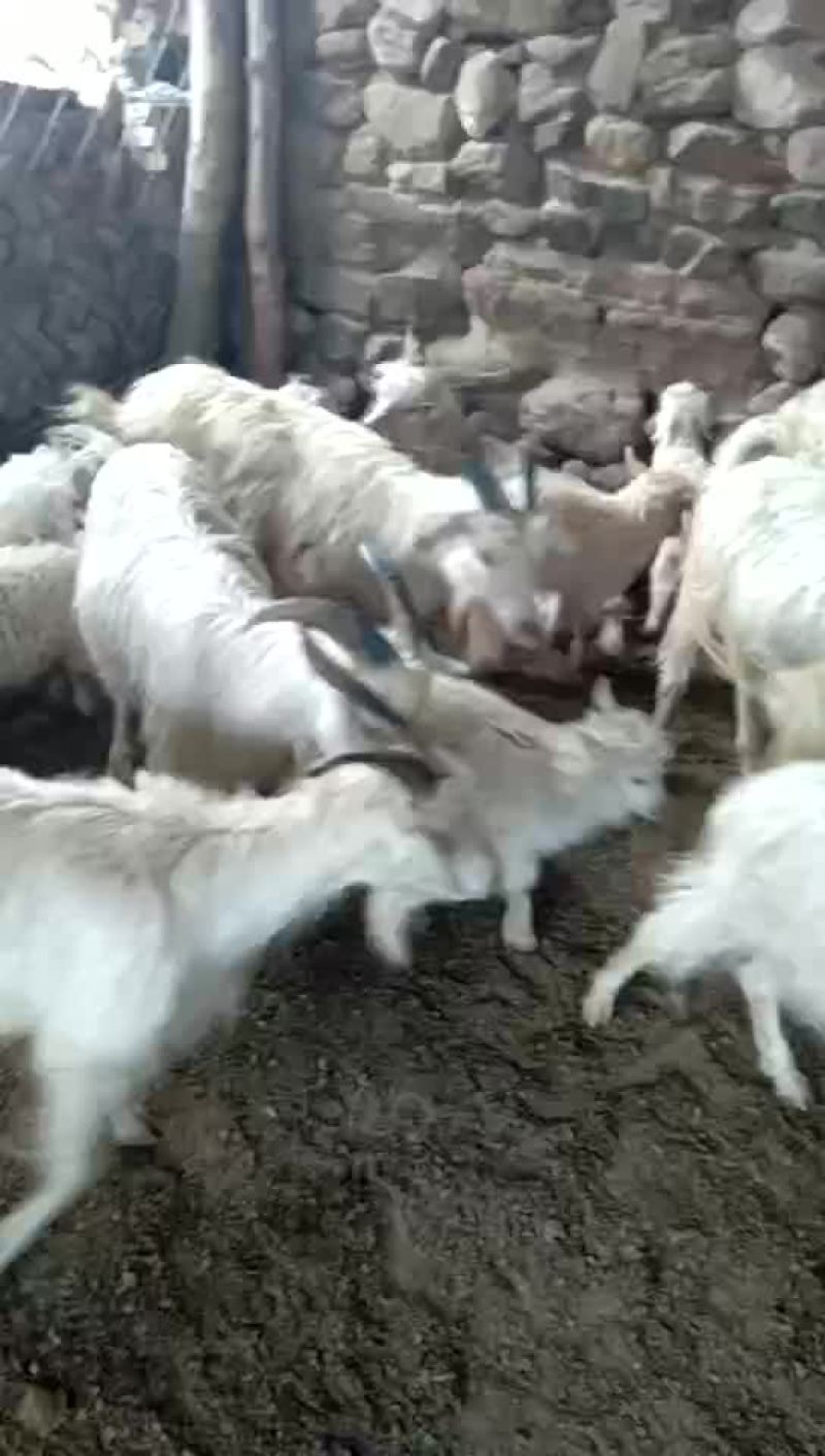 绒山羊整群