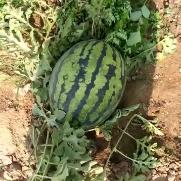 甜王