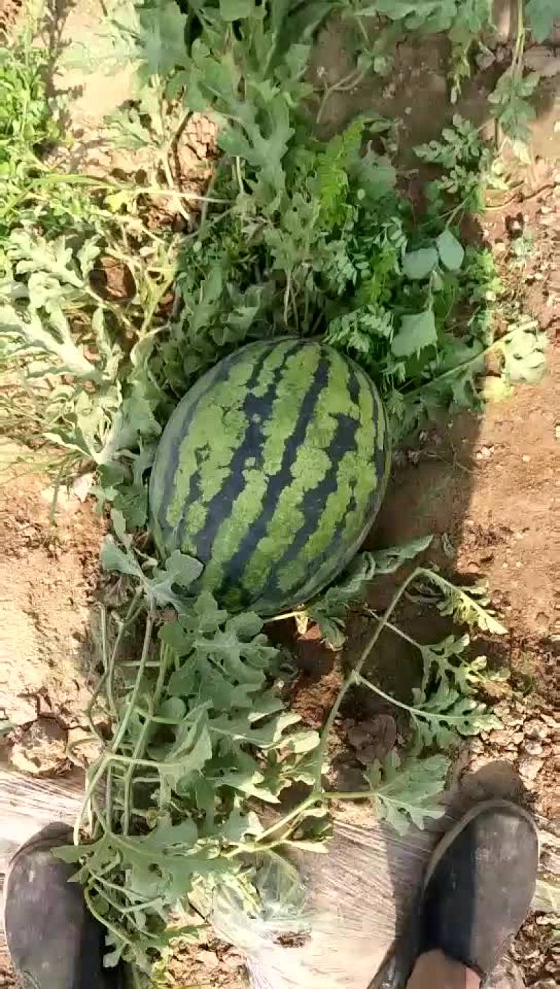甜王