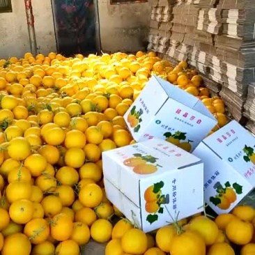 奶油香瓜