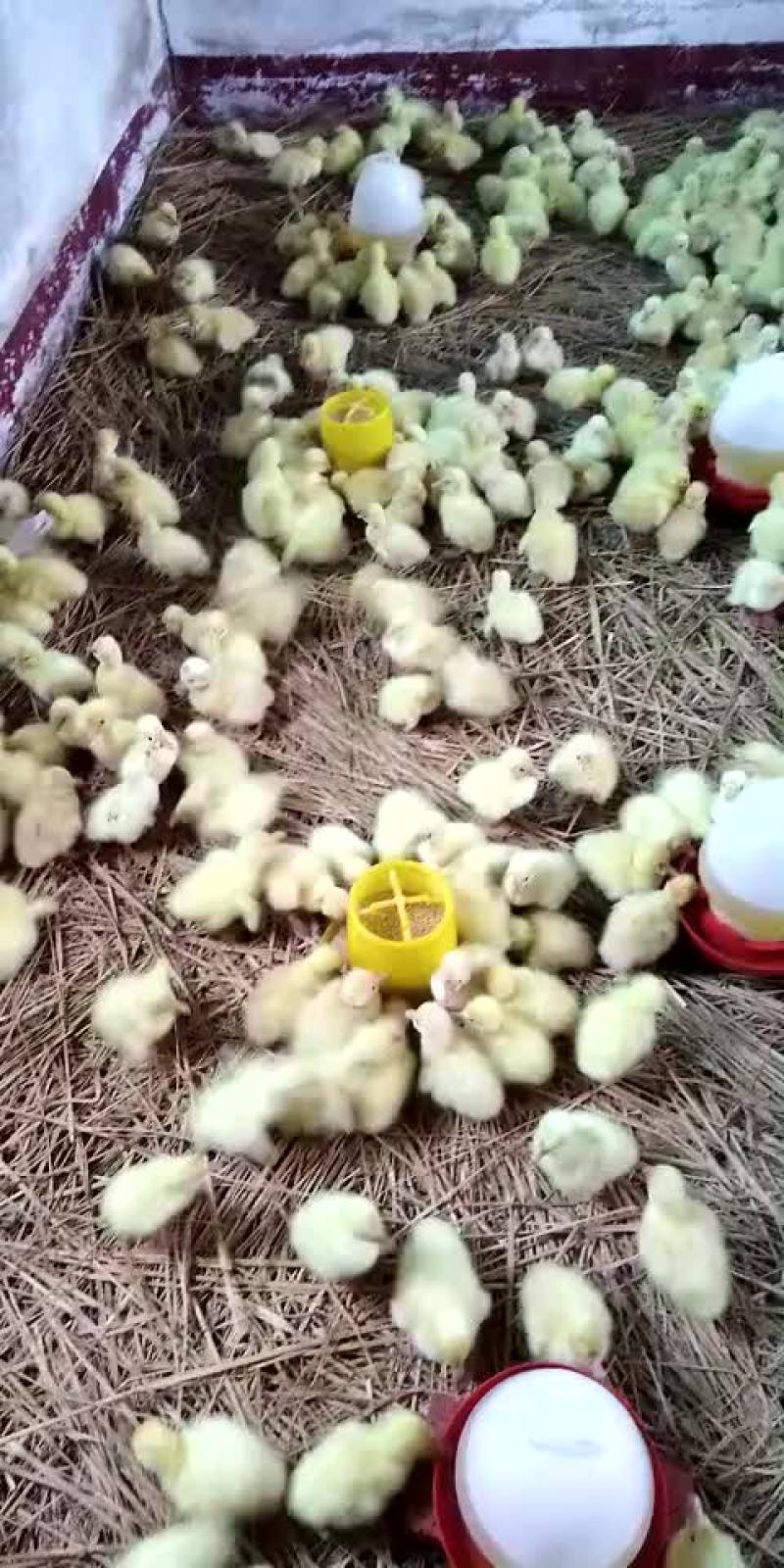 杂交鹅