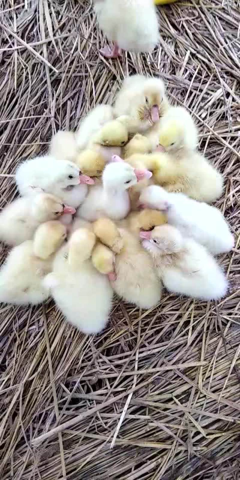 杂交鹅