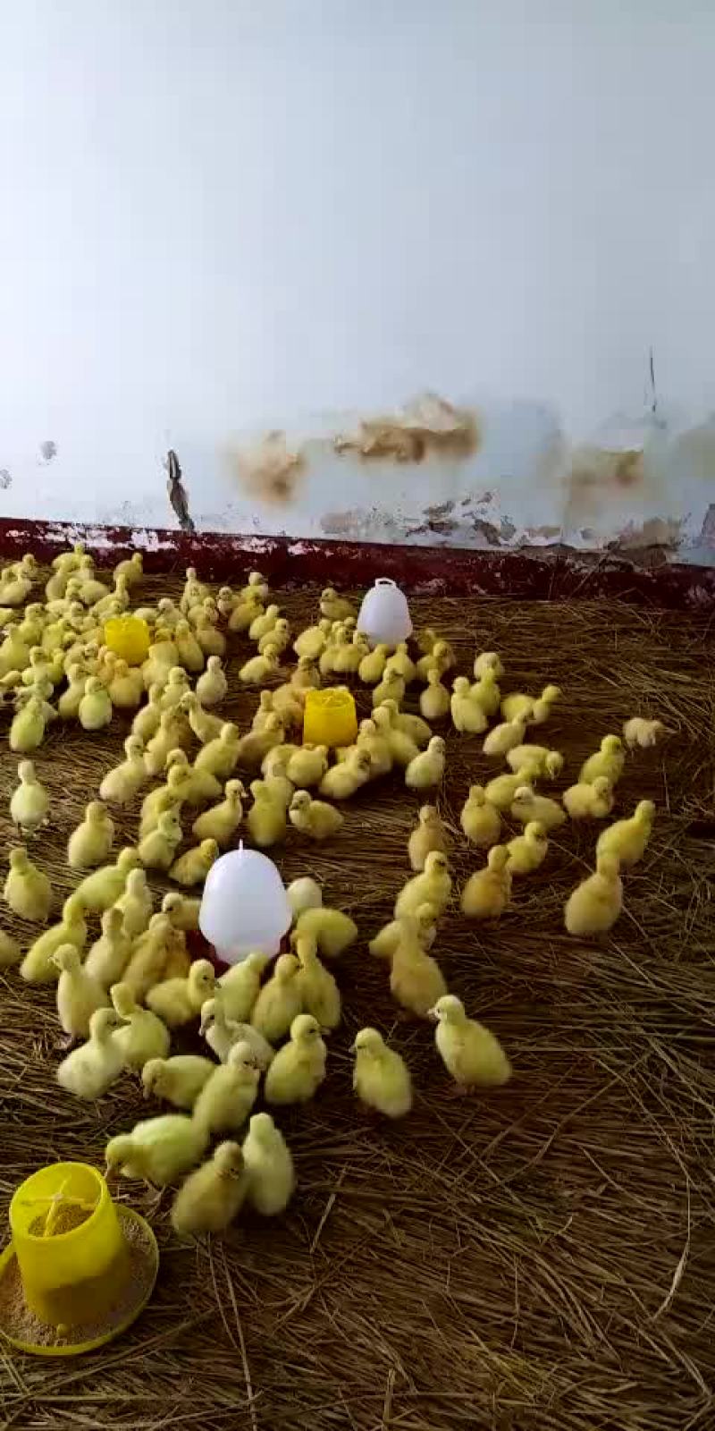 杂交鹅