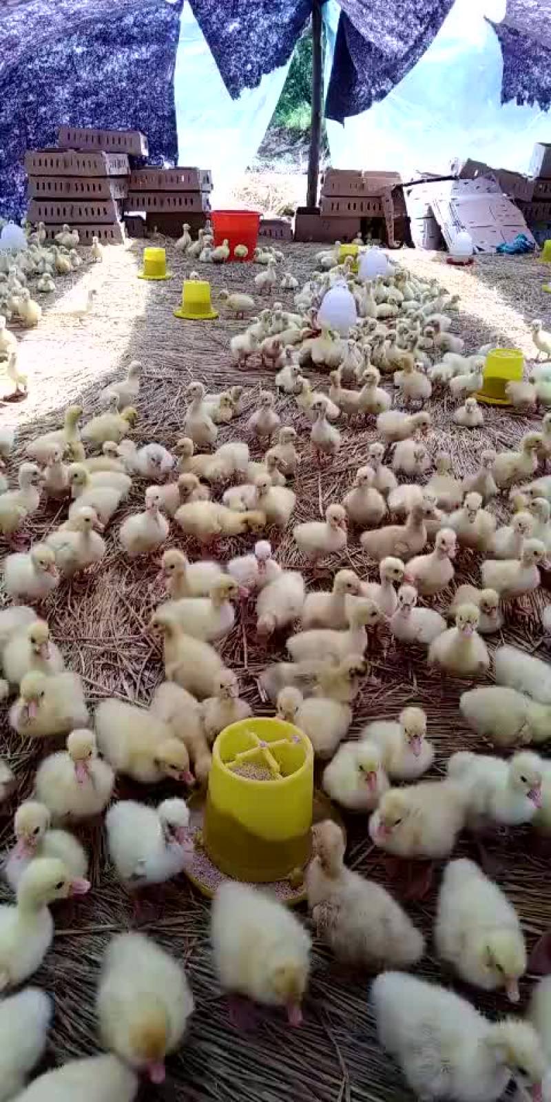 杂交鹅