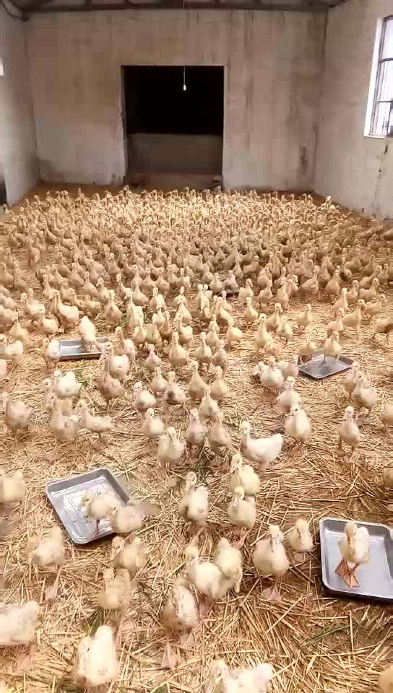 杂交鹅