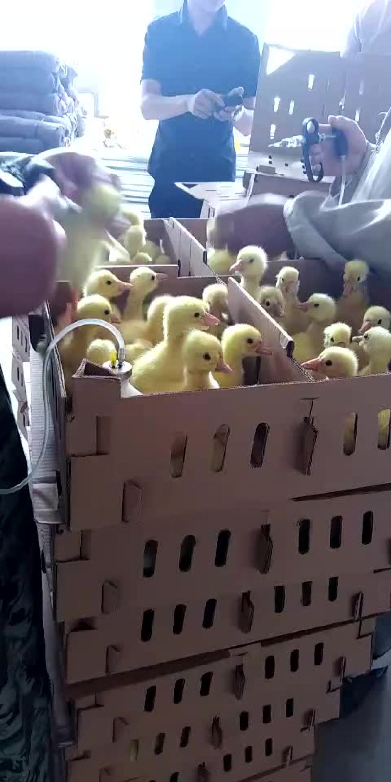 杂交鹅