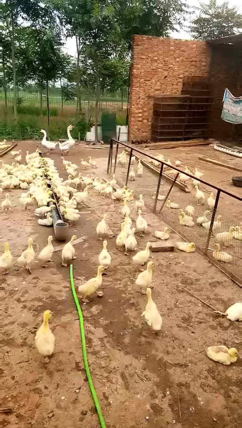 杂交鹅