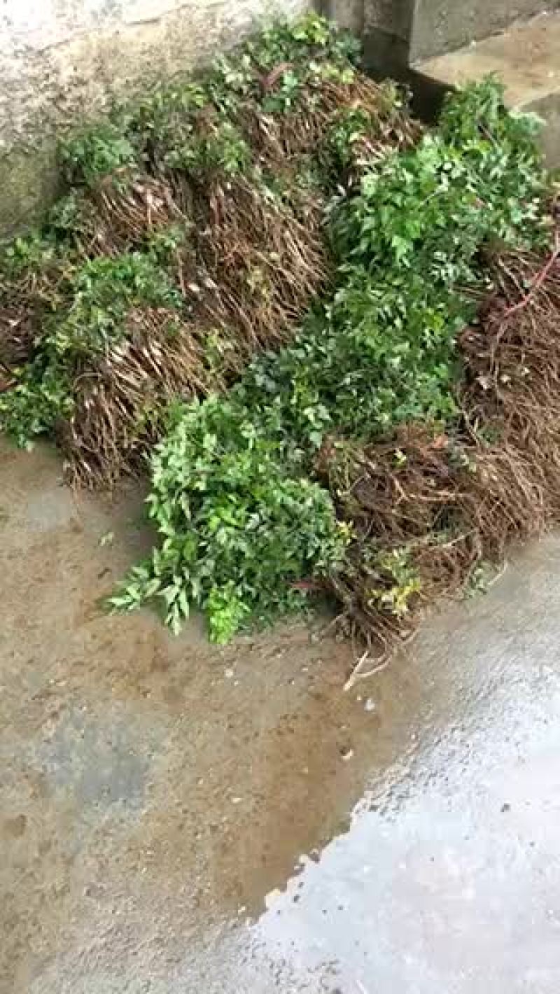 当归苗