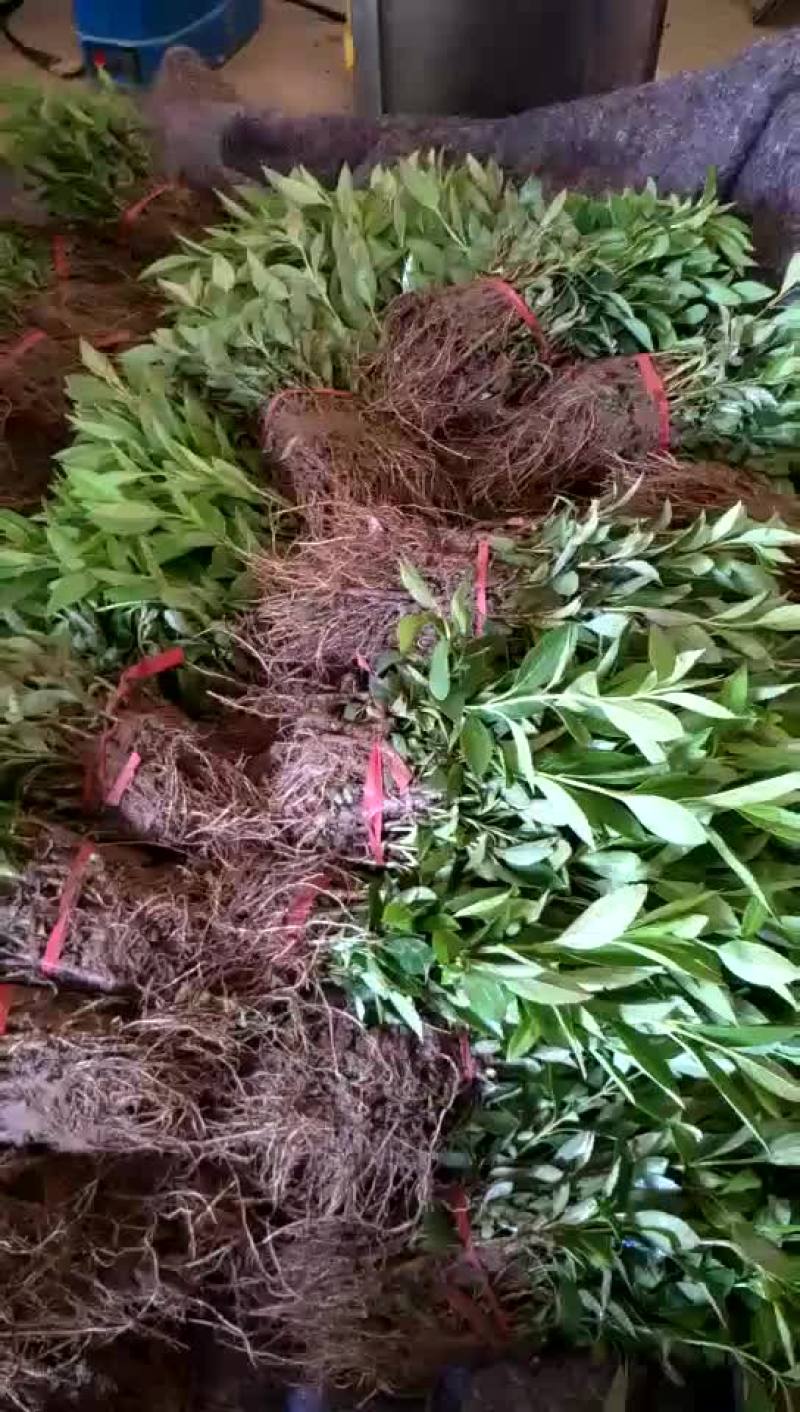 沭阳连翘价格苗圃直销无中介规格齐全