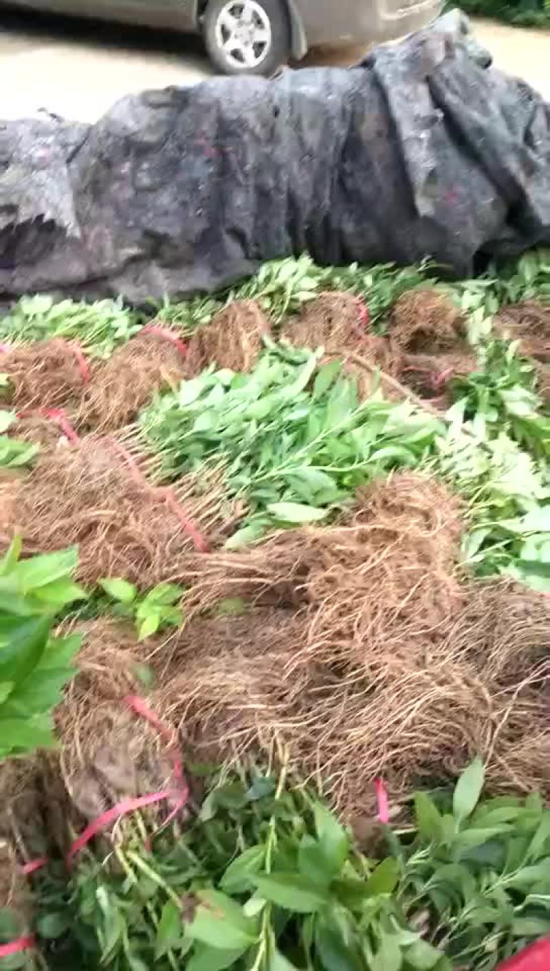 沭阳连翘价格苗圃直销无中介规格齐全