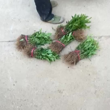 沭阳连翘价格苗圃直销无中介规格齐全