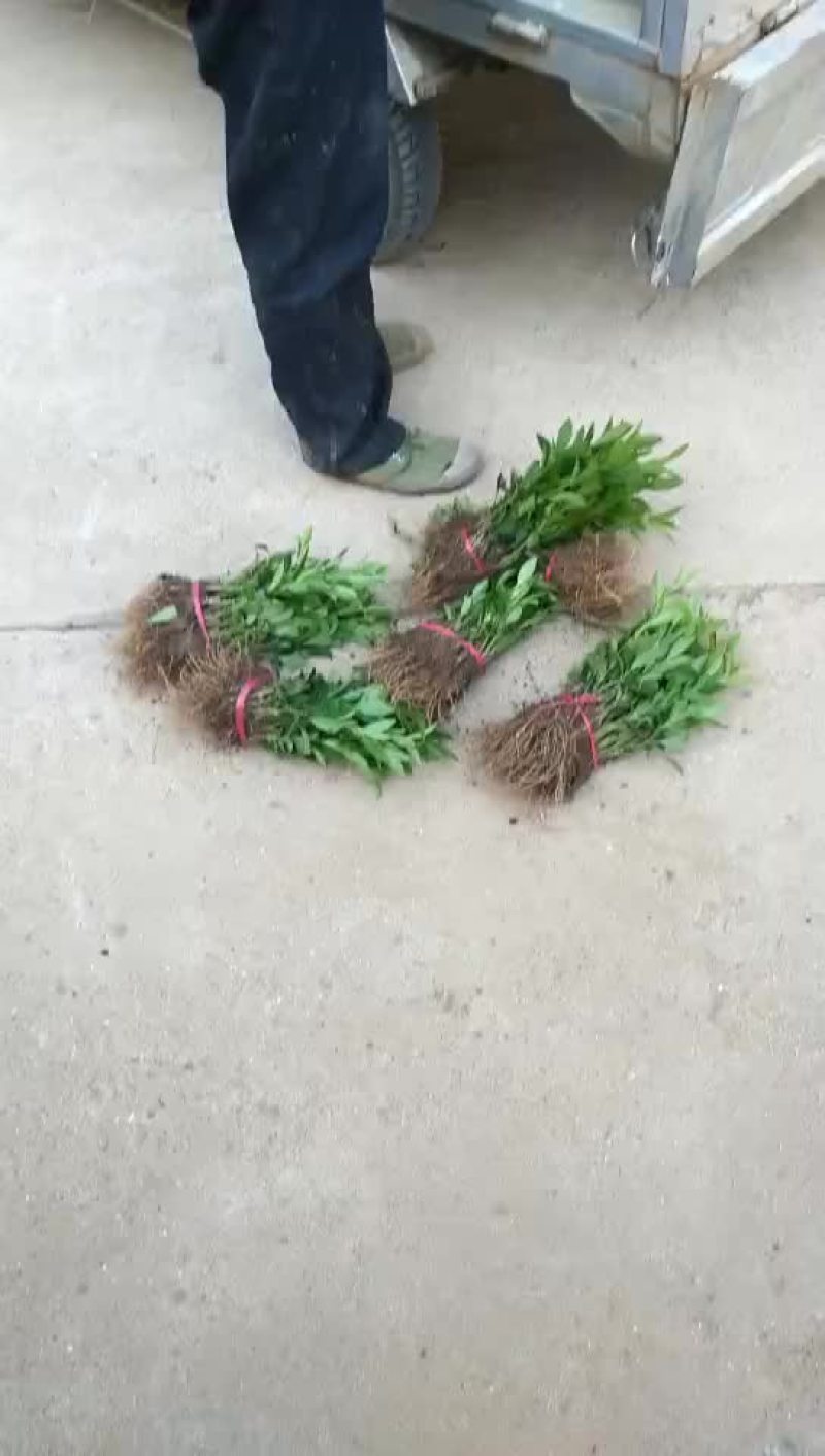 沭阳连翘价格苗圃直销无中介规格齐全
