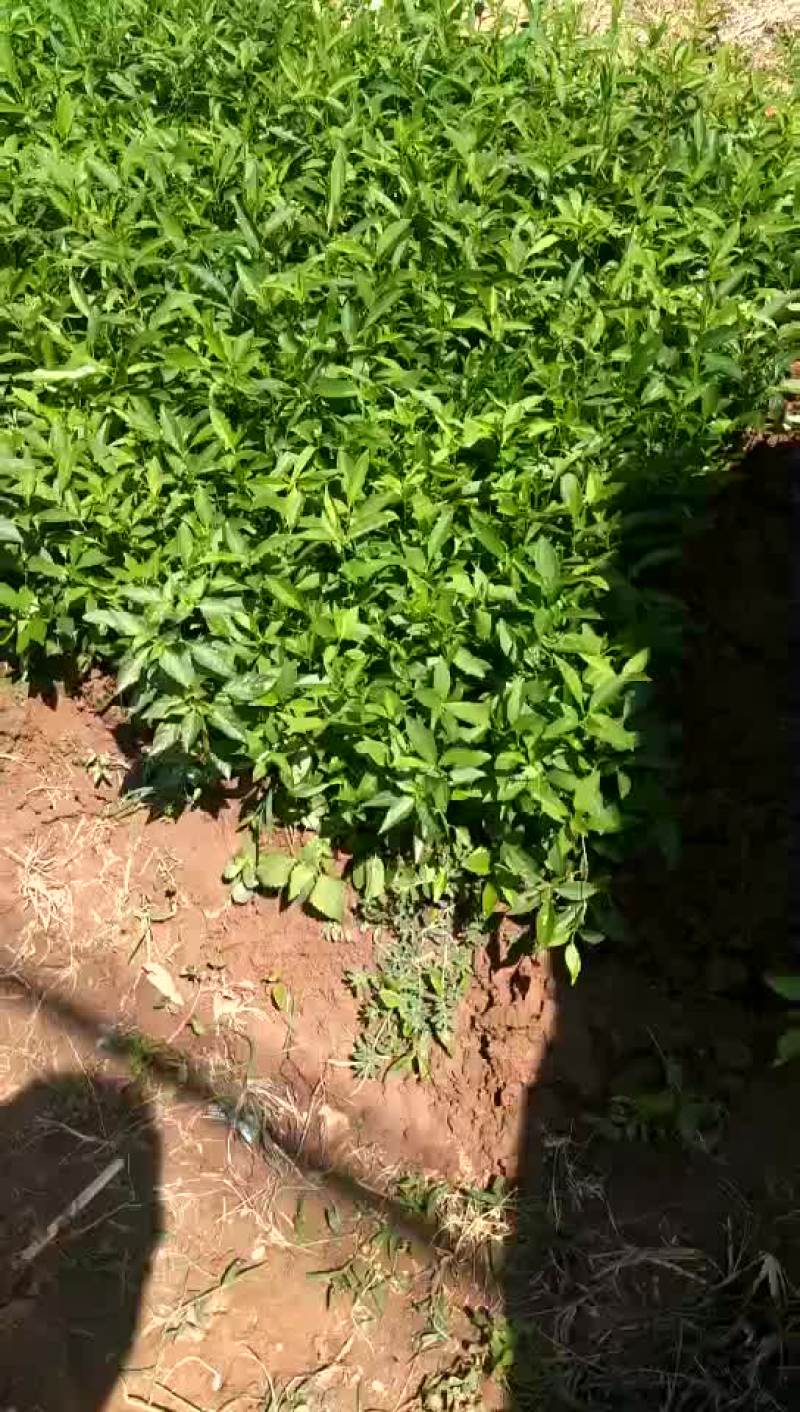沭阳连翘价格苗圃直销无中介规格齐全