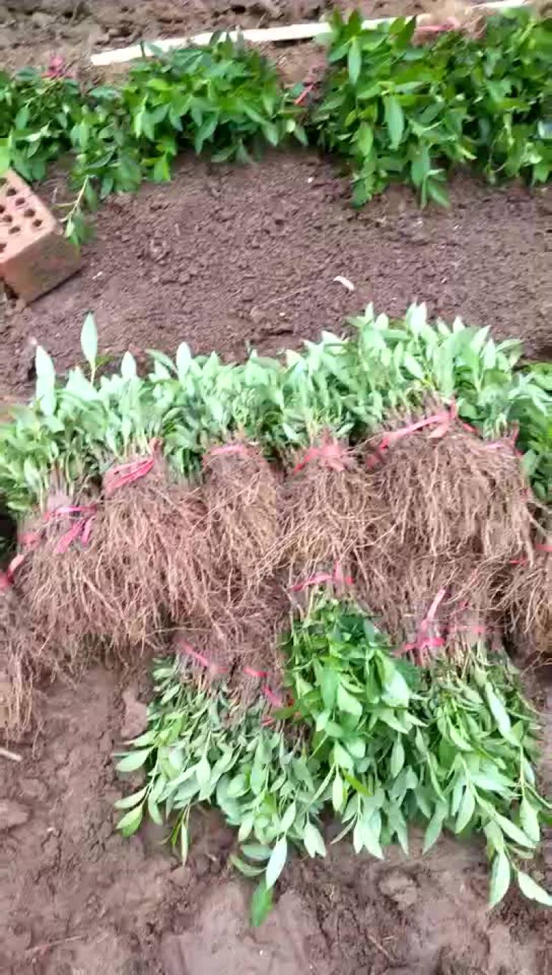 沭阳连翘价格苗圃直销无中介规格齐全