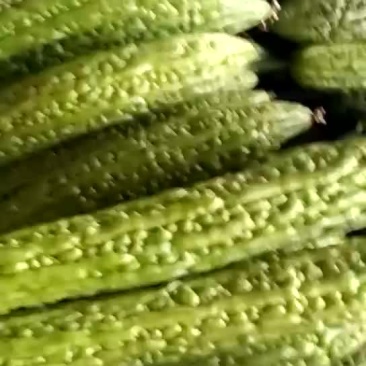 苦瓜，大量上市质量好