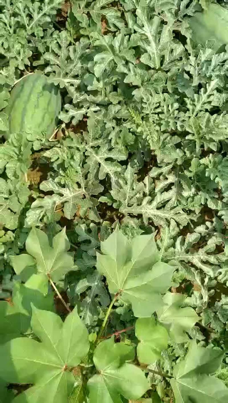 冠龙西瓜