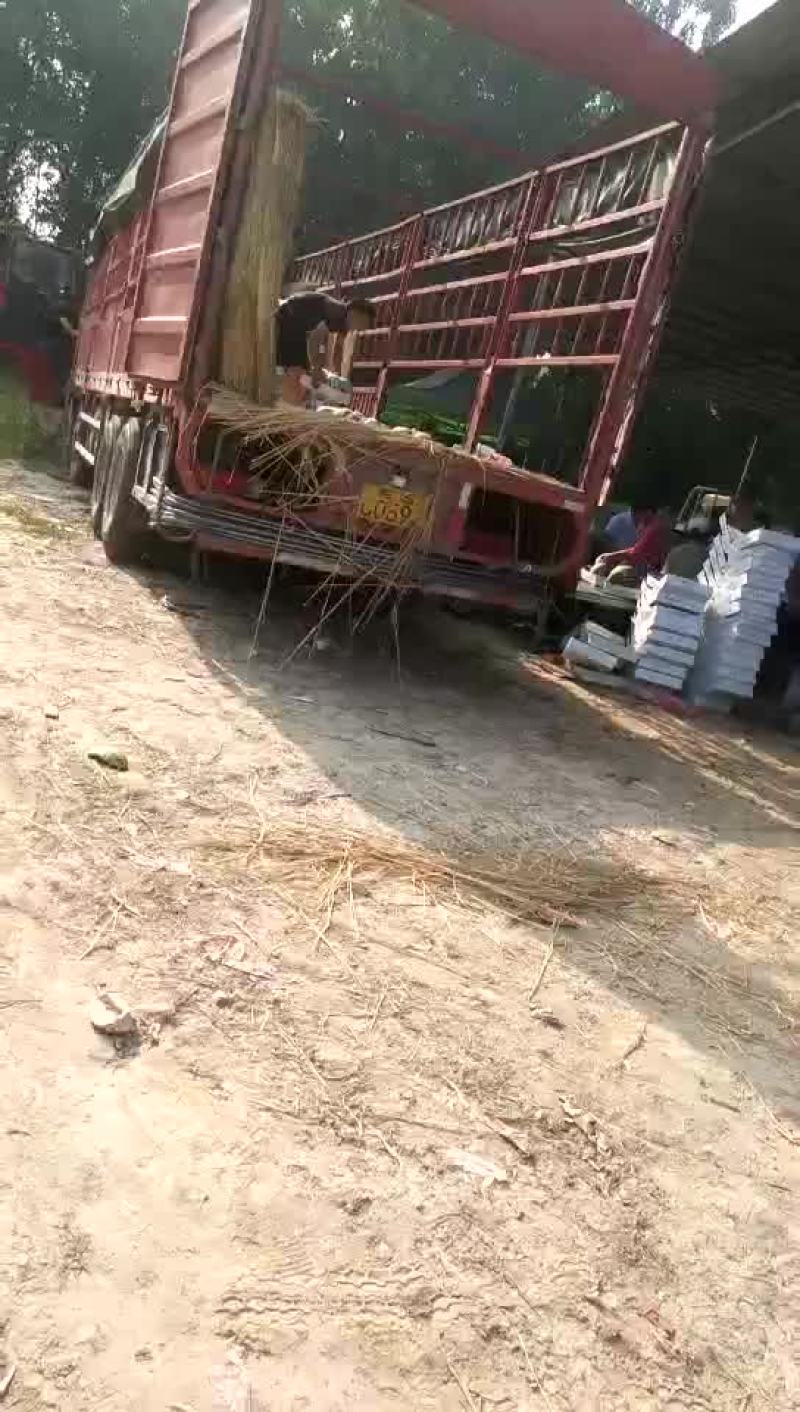 冠龙西瓜