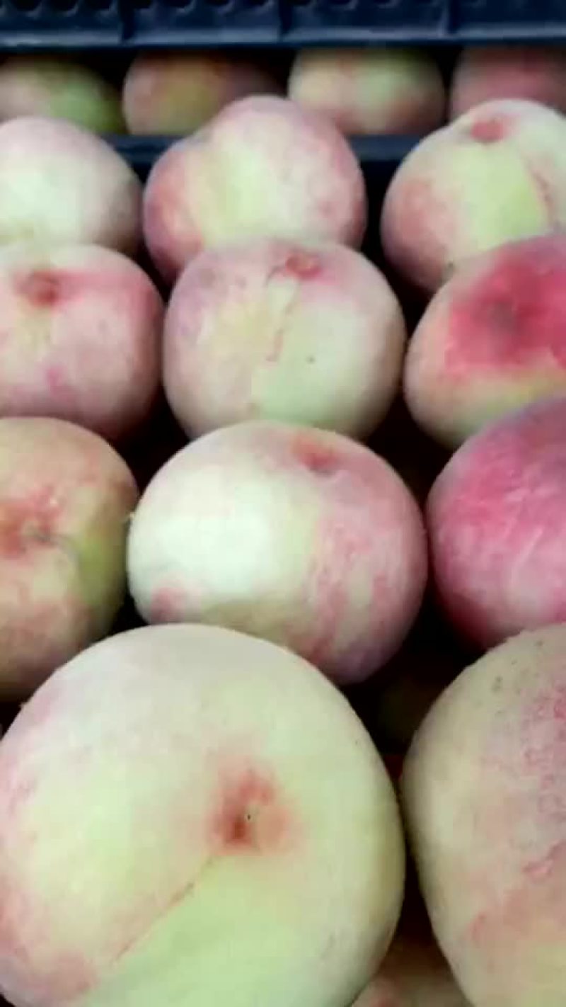 沙红桃