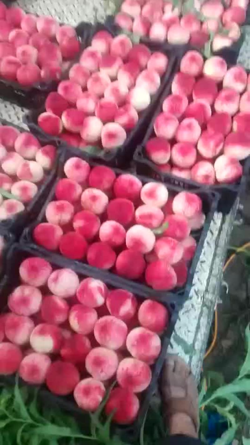 沙红桃