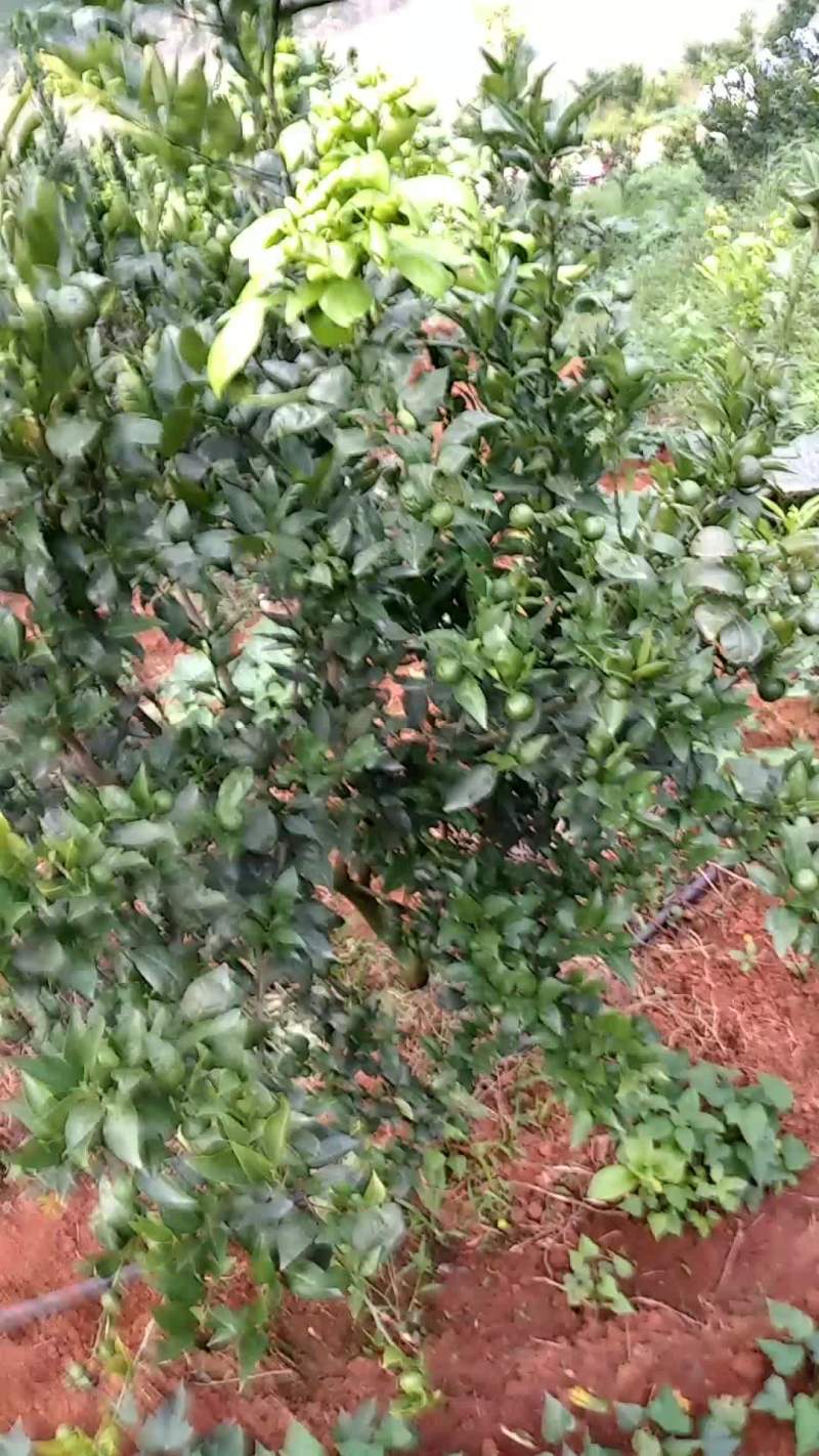 黄果柑