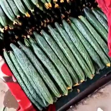 黄瓜