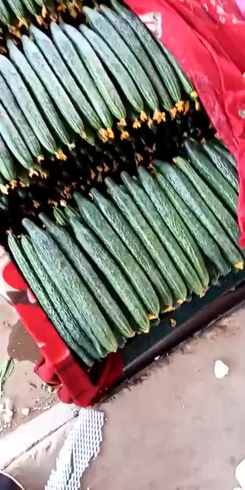 黄瓜