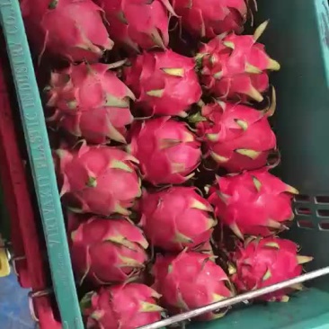 红肉火龙果