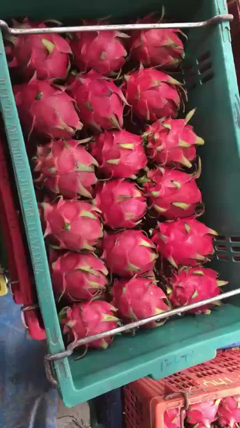 红肉火龙果