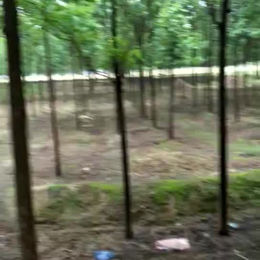 楸树