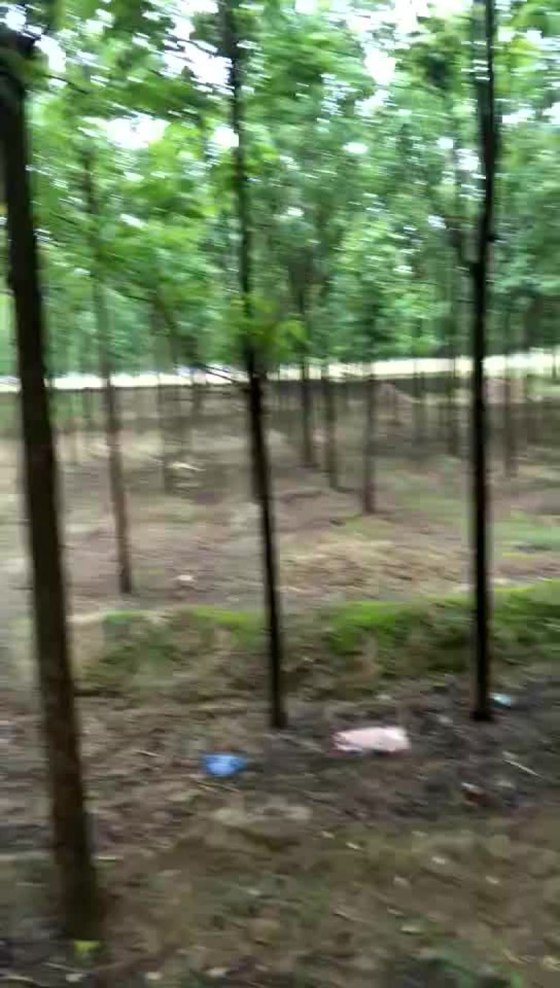 楸树