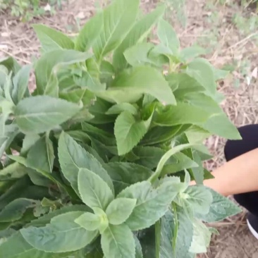 我这有野薄荷1亩有种植的请联系，