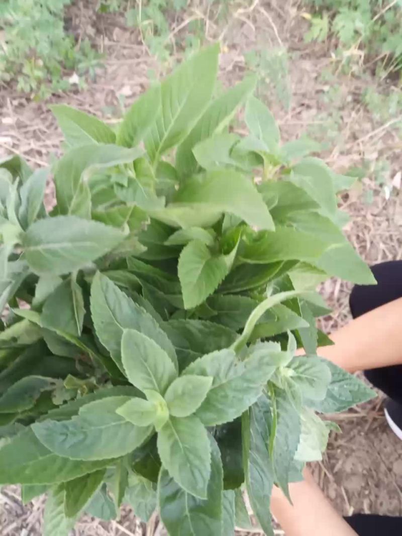 我这有野薄荷1亩有种植的请联系，