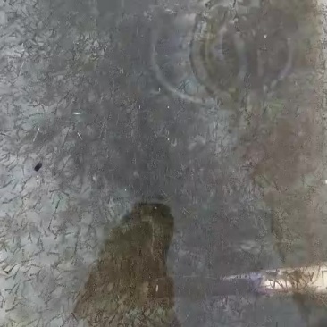 浙江种光唇鱼，溪石斑鱼