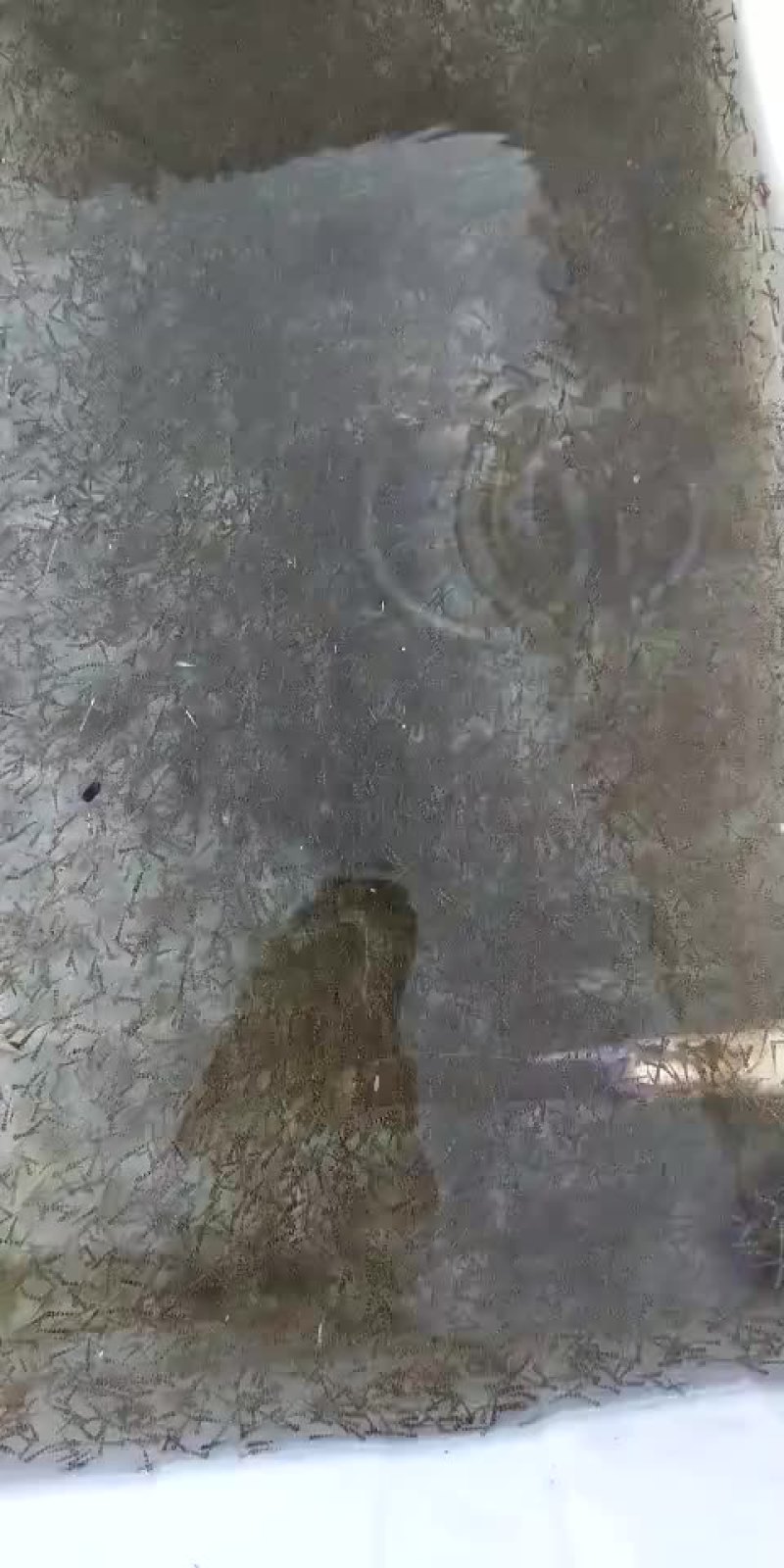 浙江种光唇鱼，溪石斑鱼