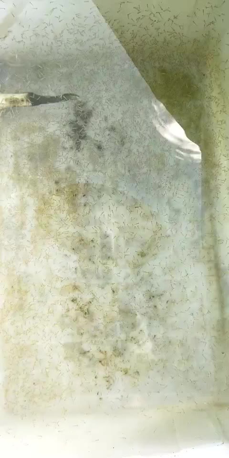 浙江种光唇鱼，溪石斑鱼